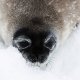 ANTARCTICA FOTO DARIO FERRO COPYRIGHT MIKE HORN (11)